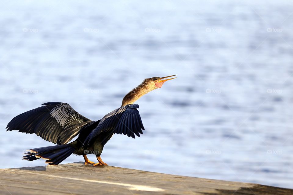 Bird perching on pier