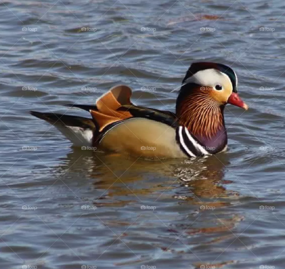 Duck