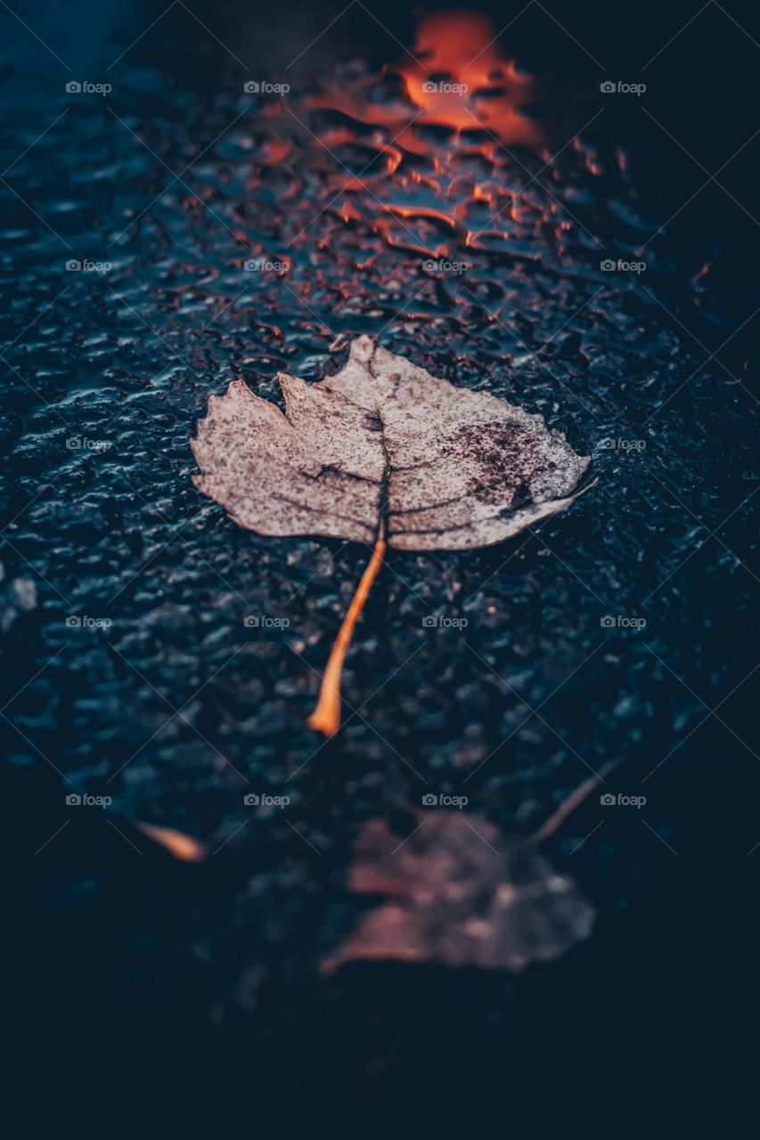 leaves after rain
