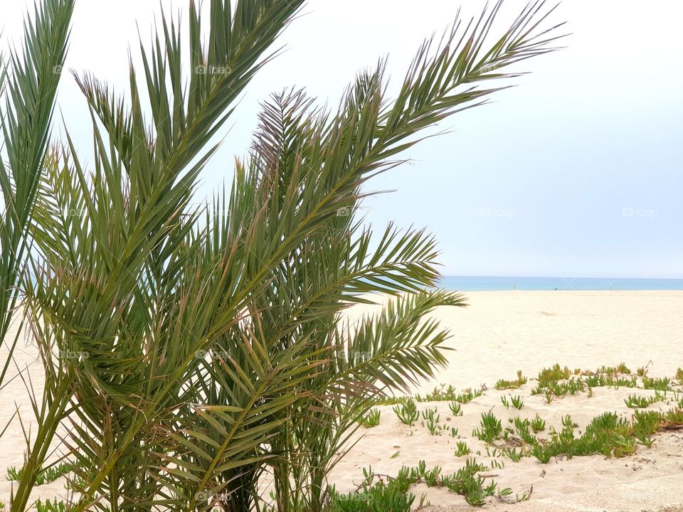 Plants#palms#nature#beach#sea#sand