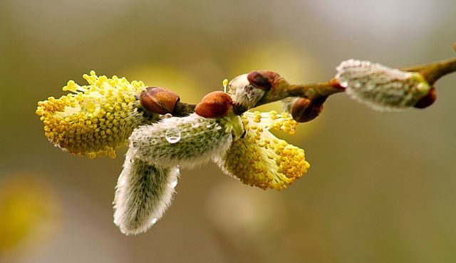 Pussy Willow in the Spring. Pussy Willow in the Spring