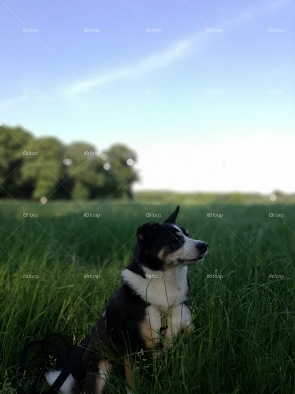 Small dog sitting in a field at dawn