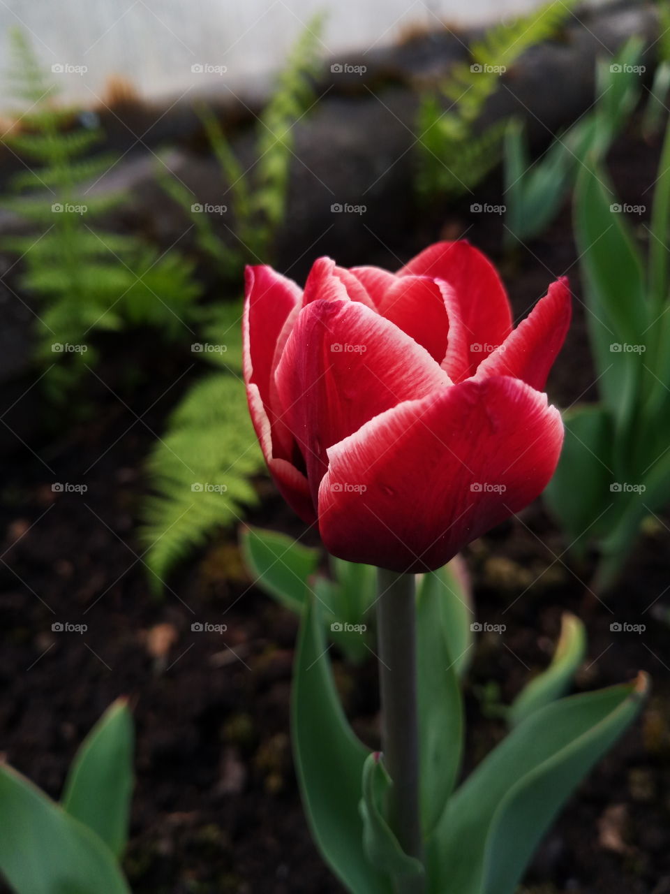 tulip