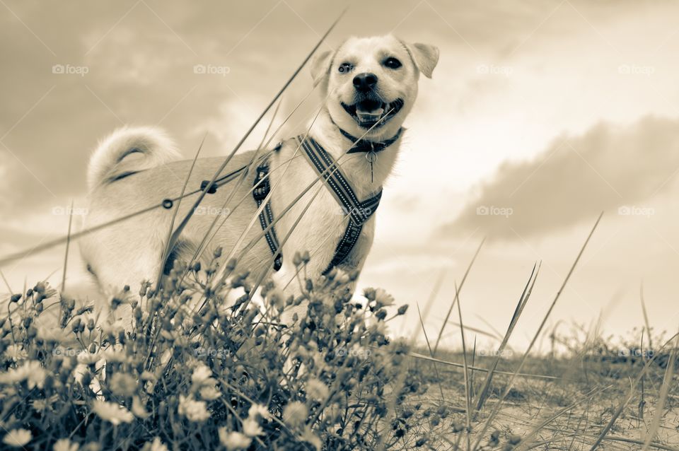 My dog Mickey on the beach