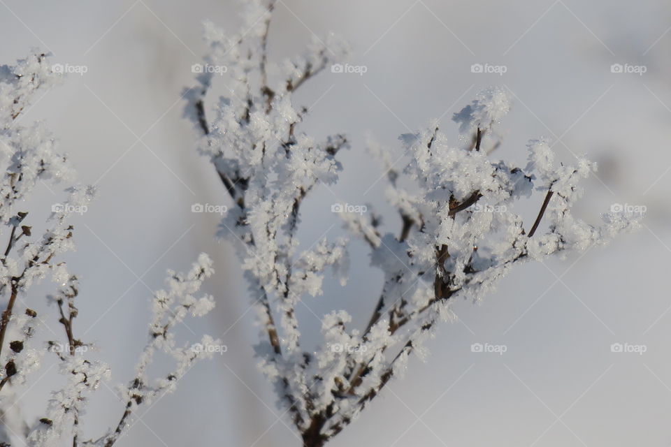Snow on plant stem