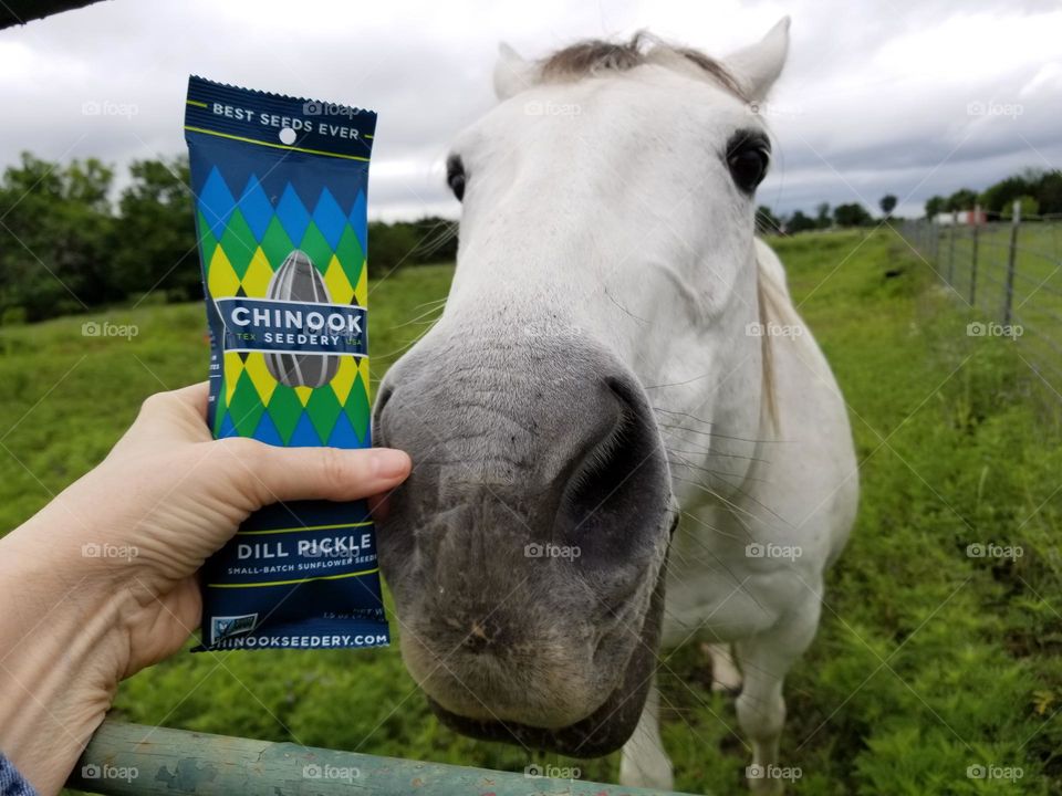 Horse Smelling Sunflowerseeds