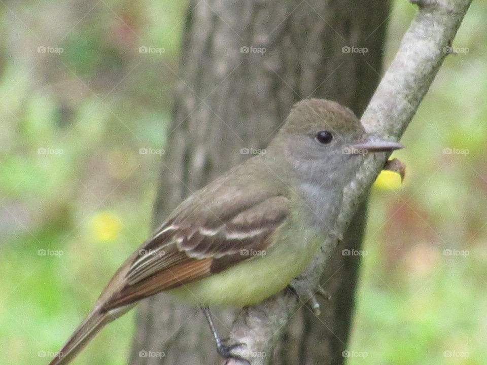 Great crested flycatcher