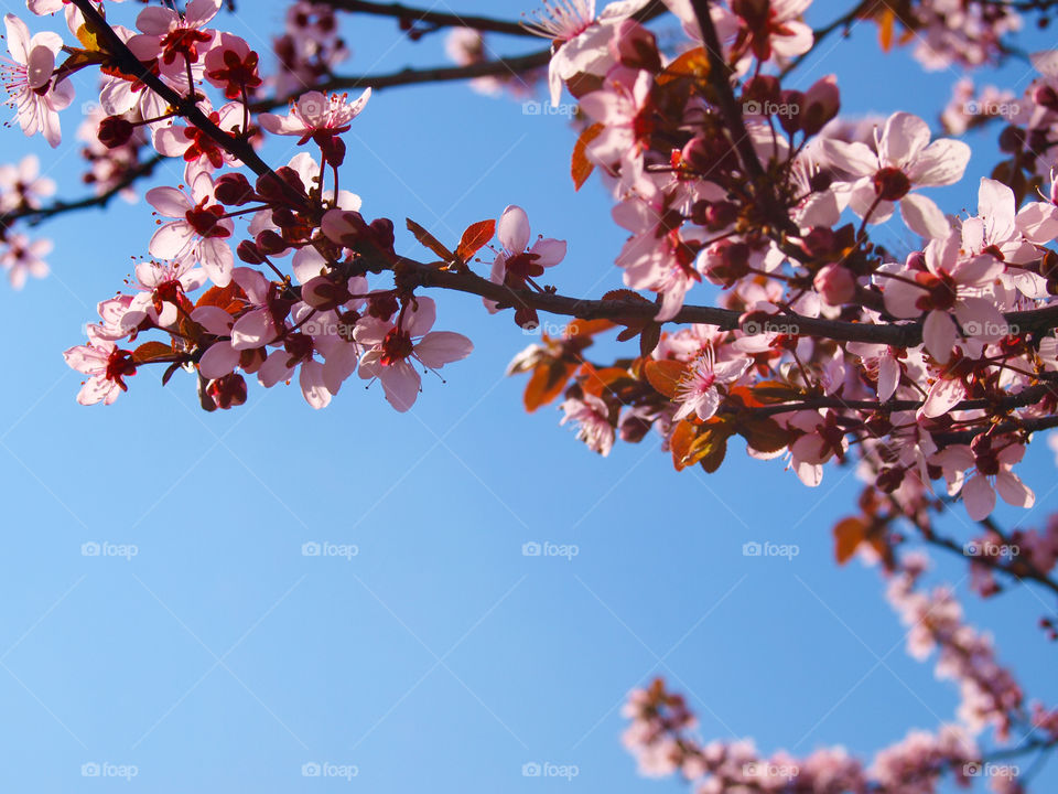 Beautiful blooming plum tree close up. Sky in the background.