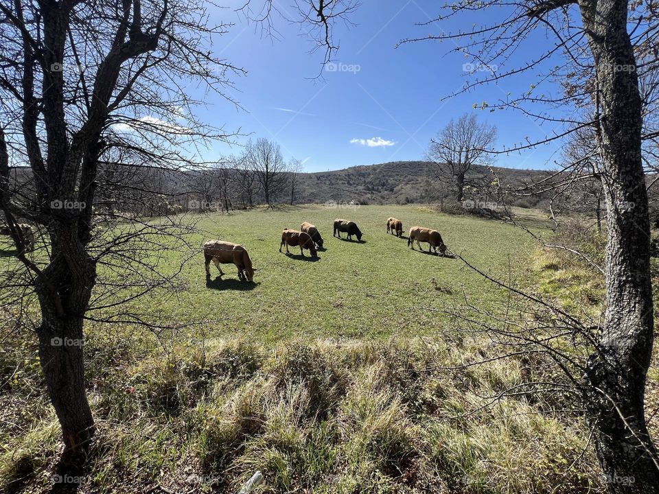 They graze on grass, our friends the cows