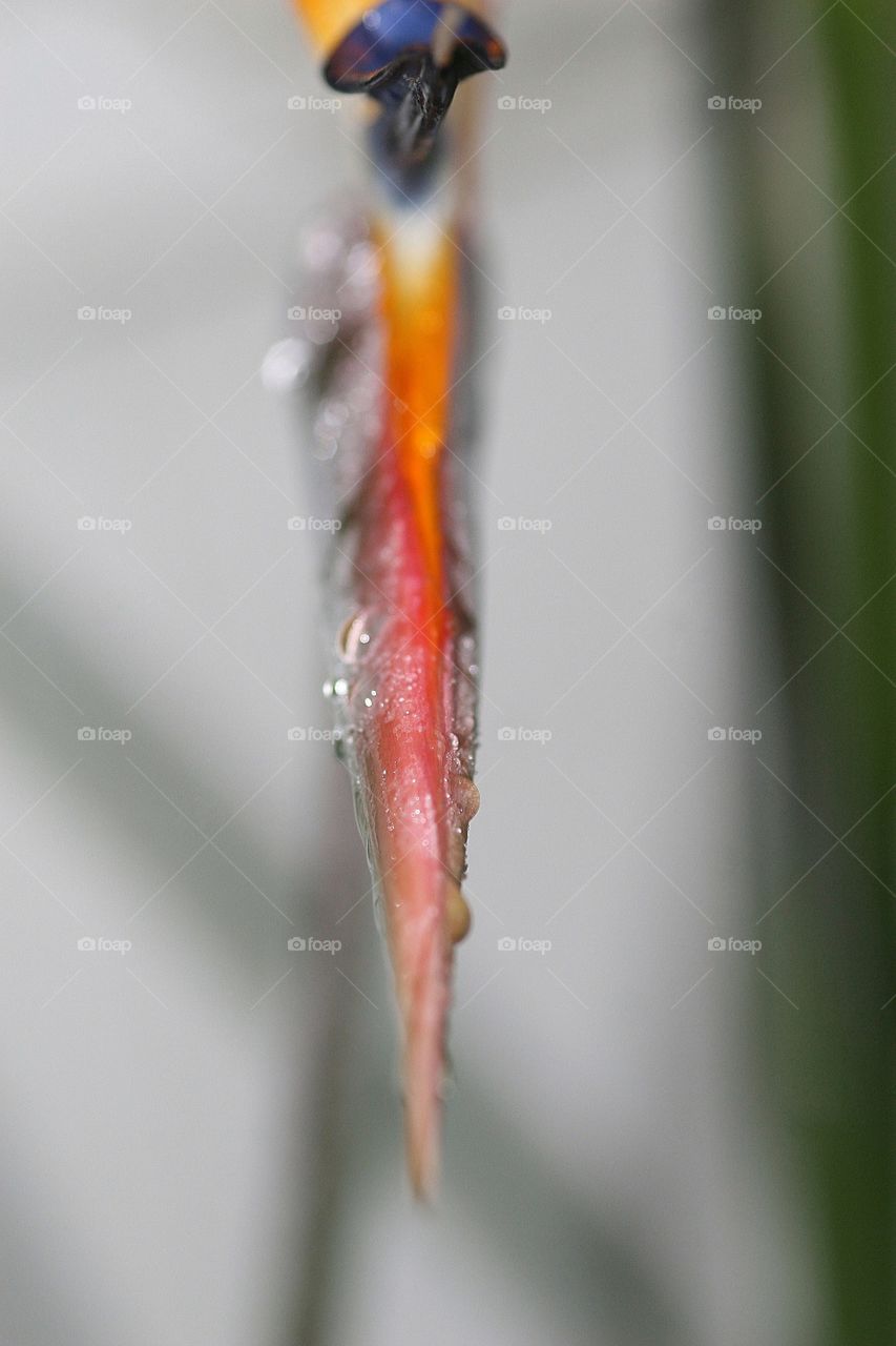 Close up of Bird of Paradise after rain fall