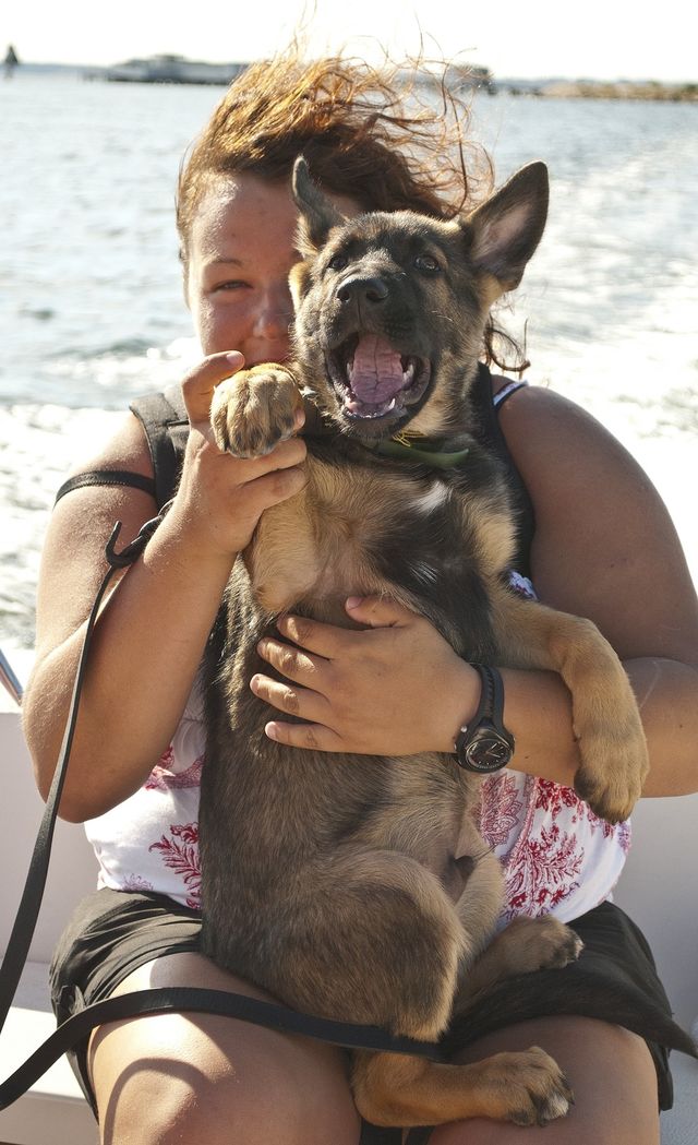 Dog on boat