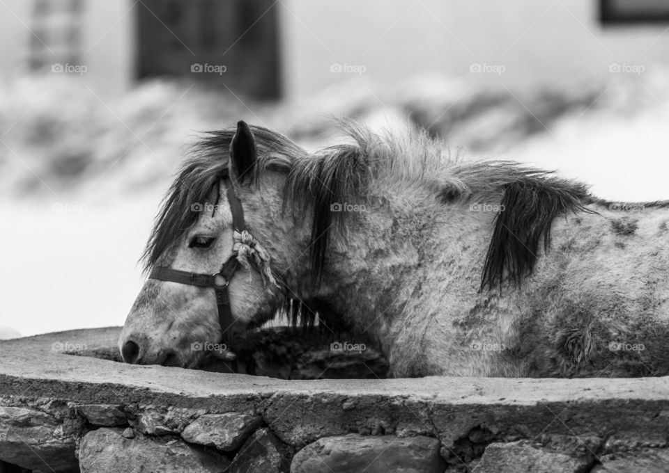 sleeping horse or mare in black and white