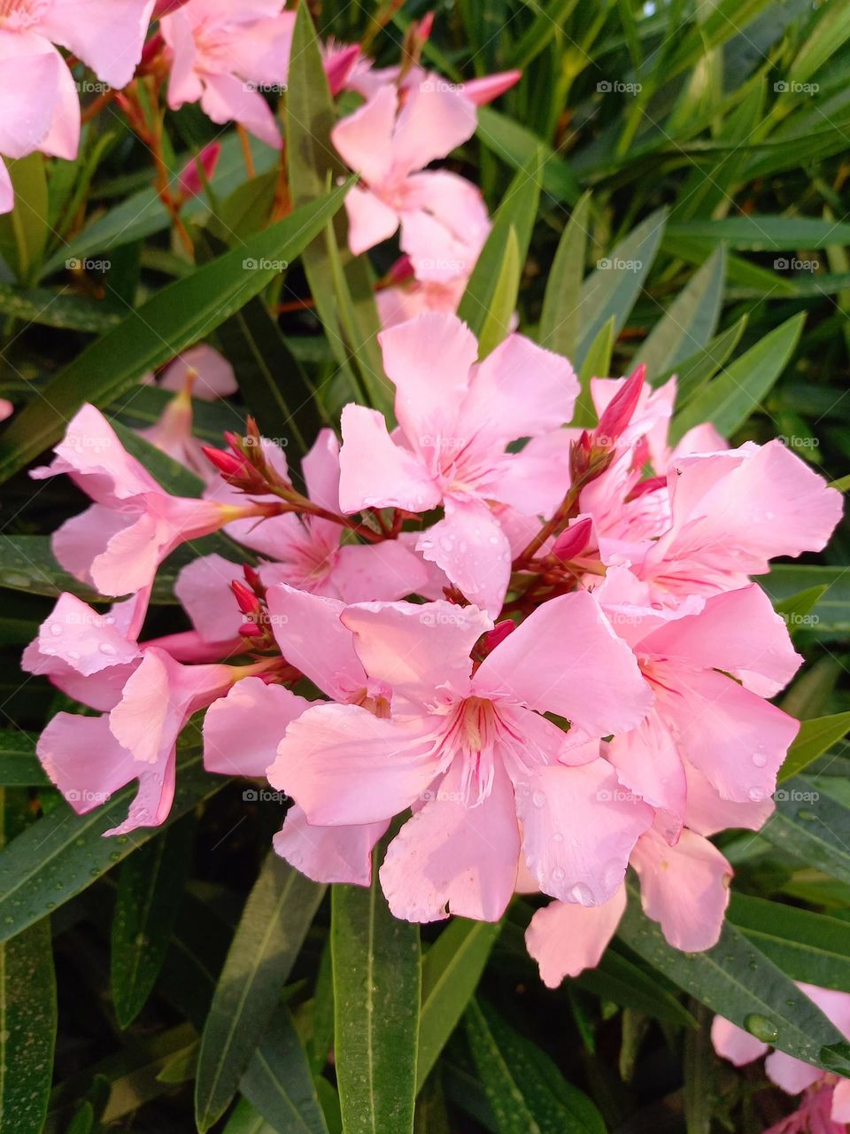 pink flowers