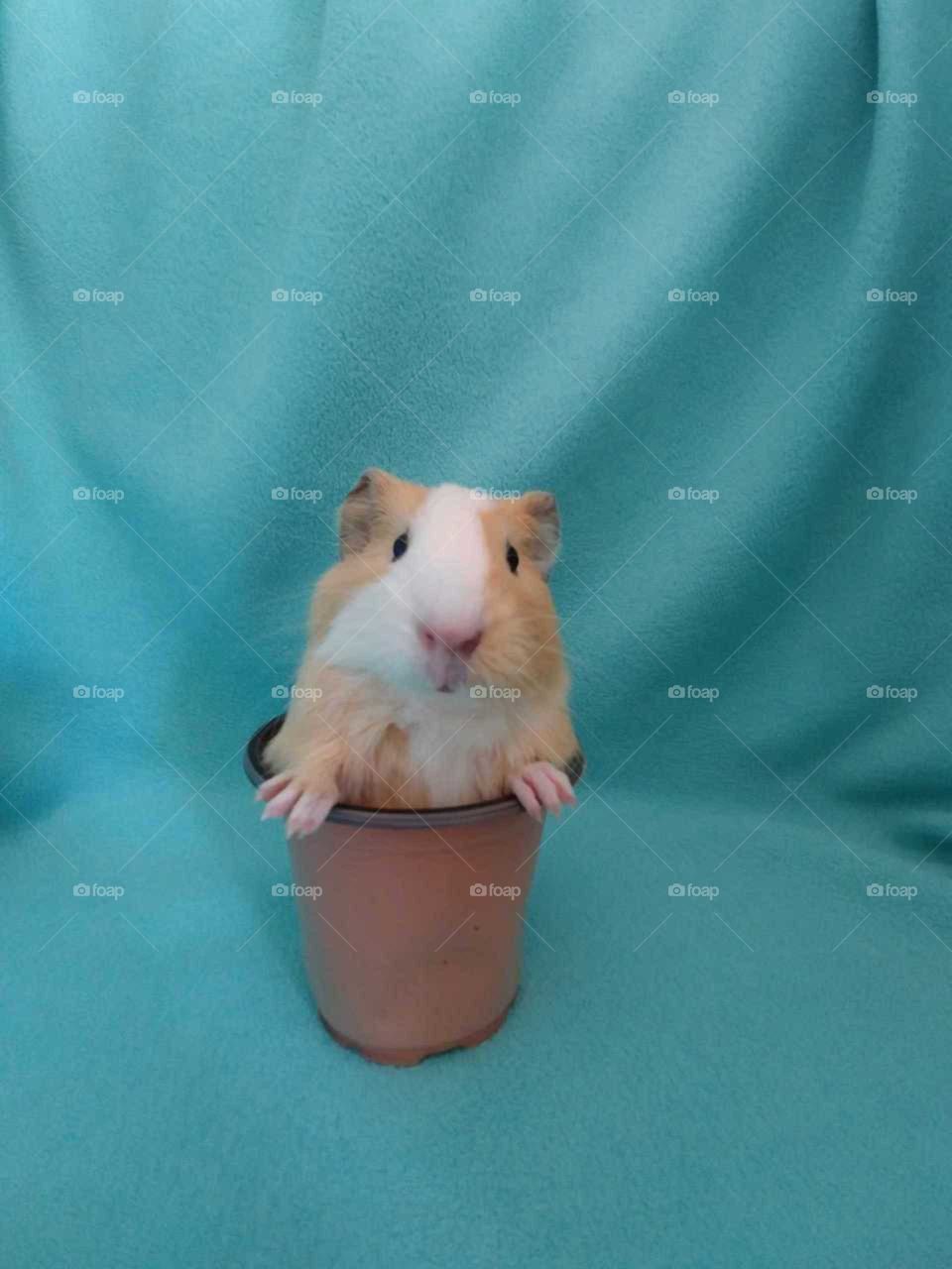 Baby guinea pig in cup