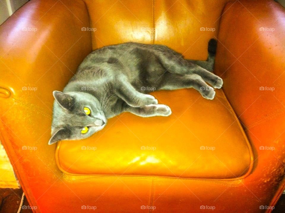 Cat seat