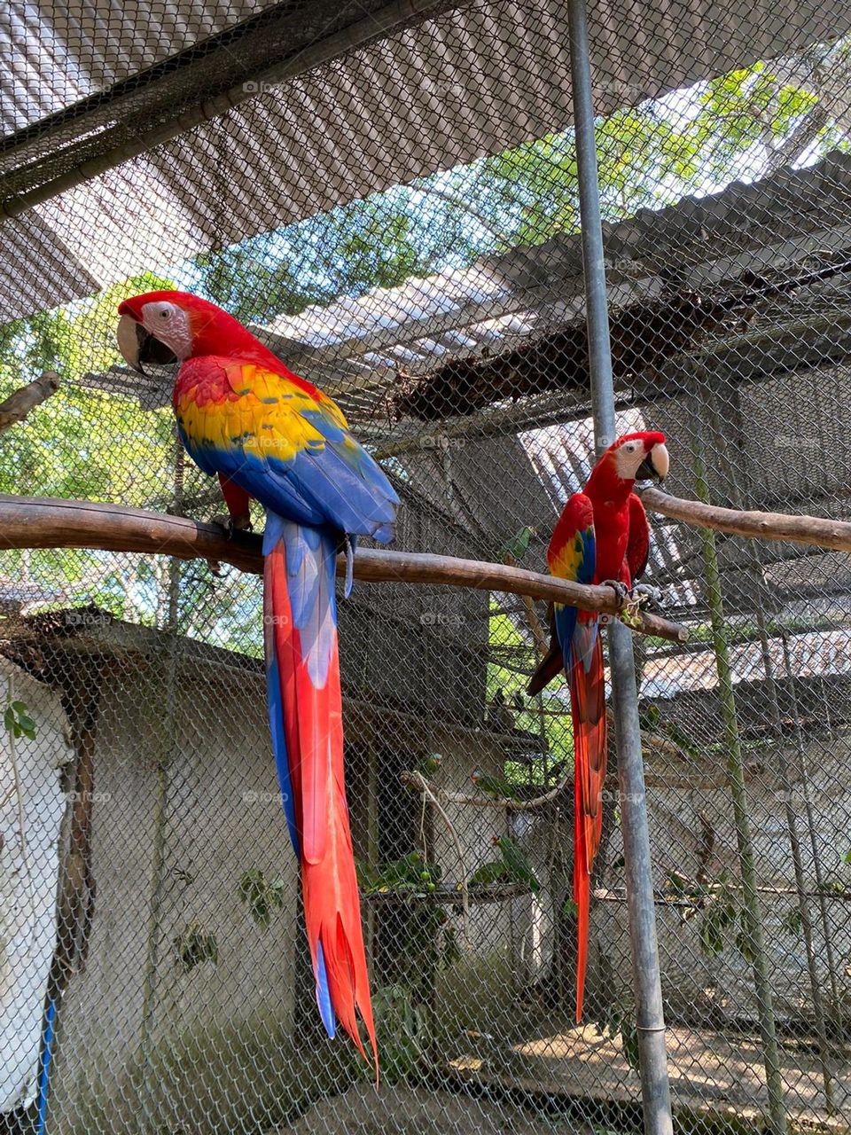 Tropical island birds