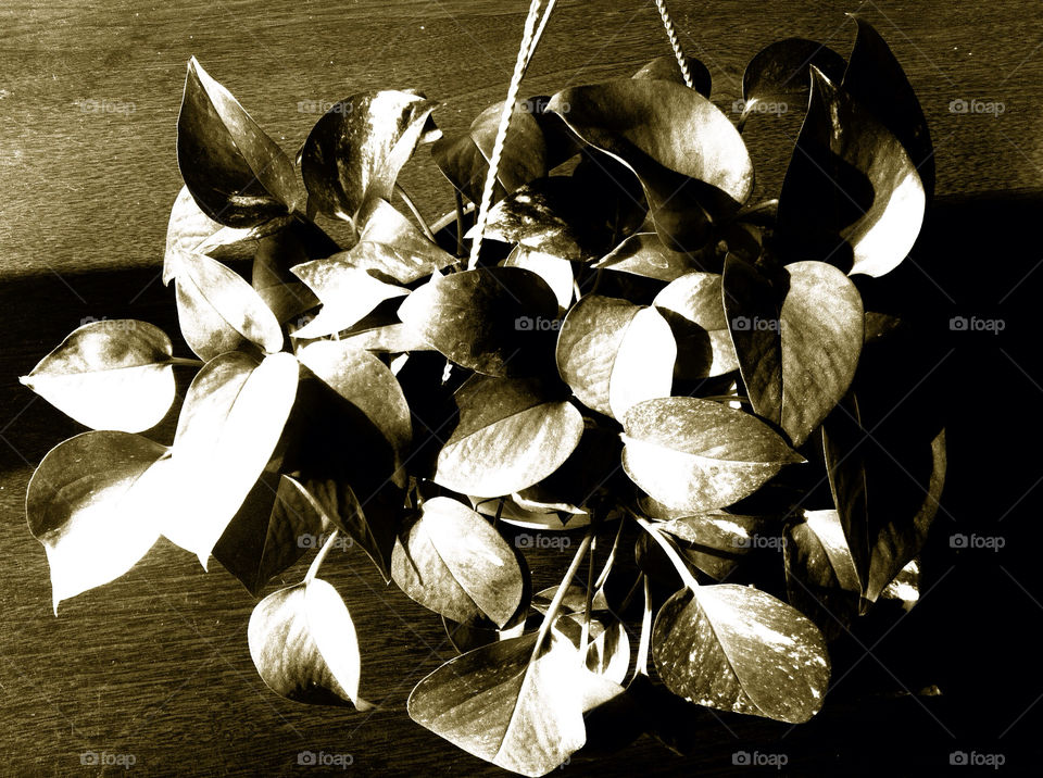 grey leaf style by HIN