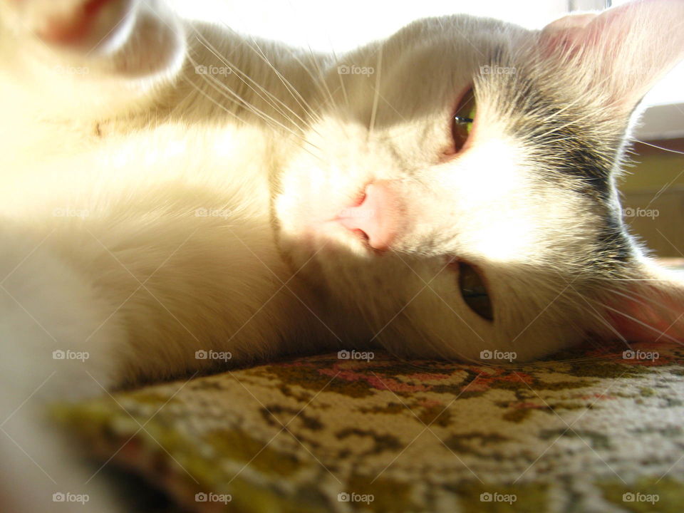 Cat in the sun