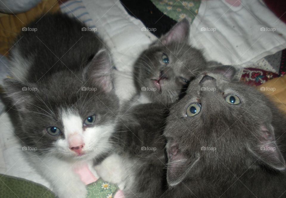 Three furball brothers. The most adorable kittens ever! See the other pics fmi!