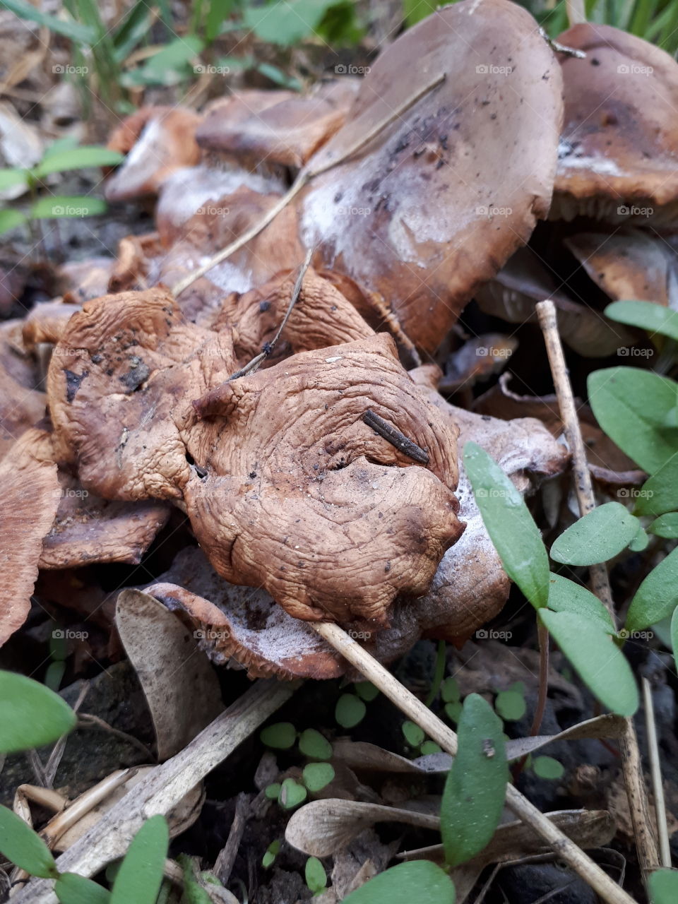 Top down view of mushroom cap and chickweed sprouts