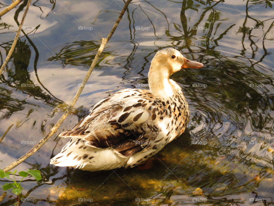 duck dozing in sunlight