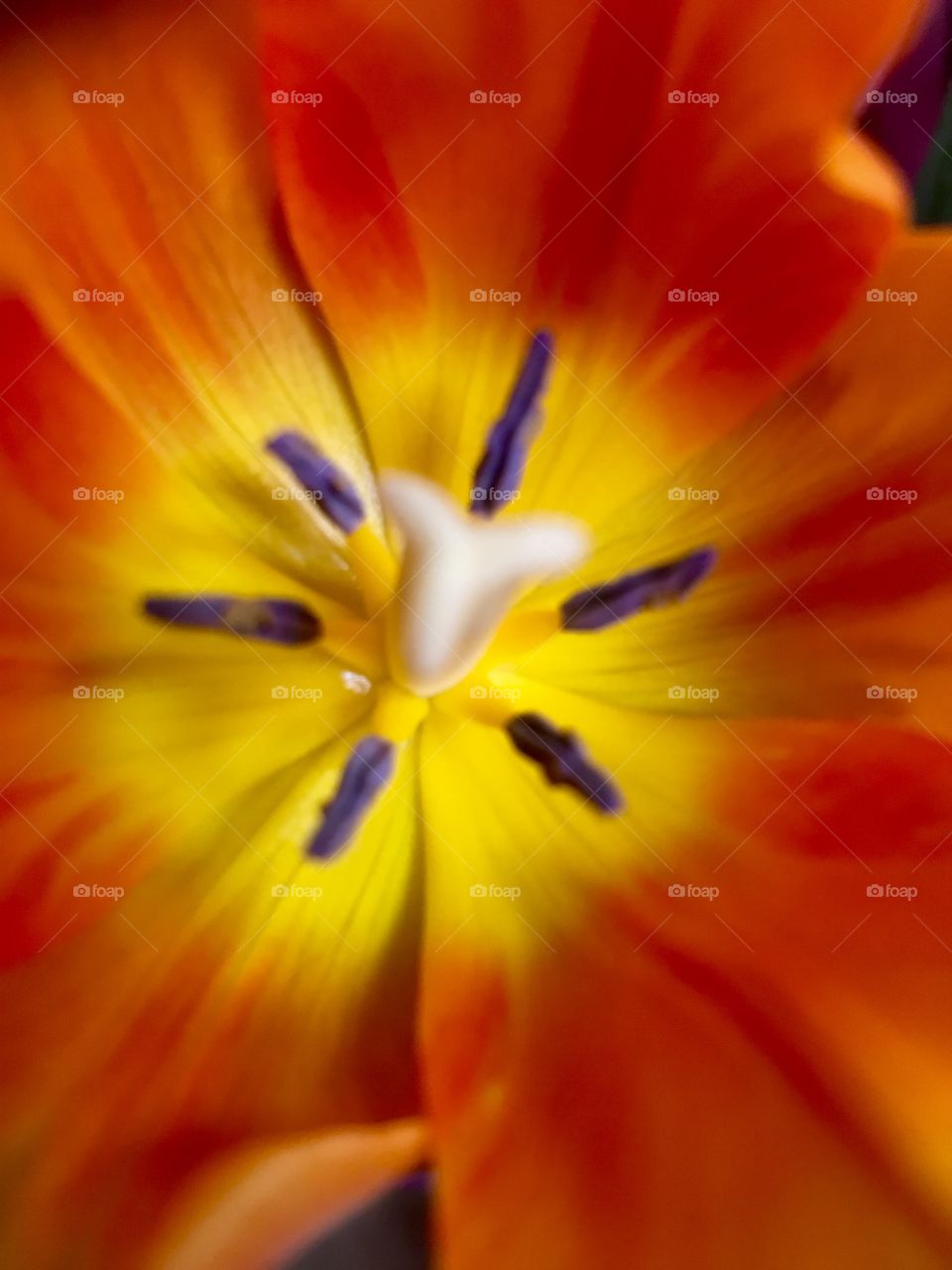 Orange heart of Tulip