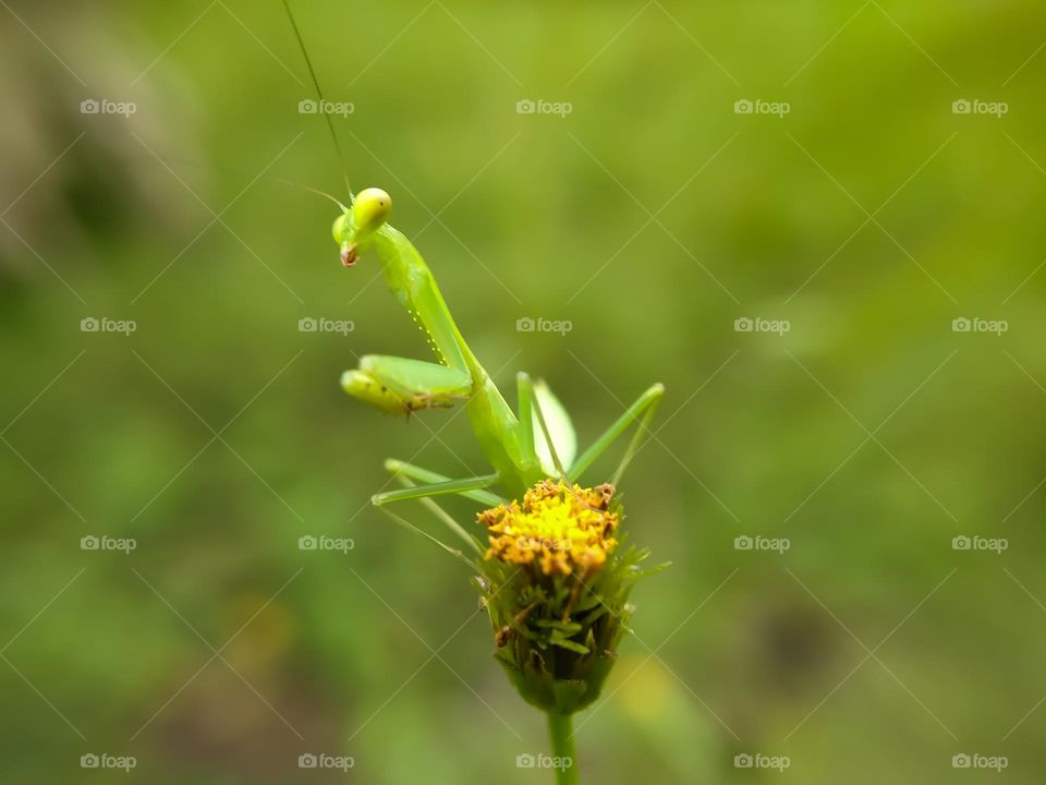 Praying mantis on flowers.
