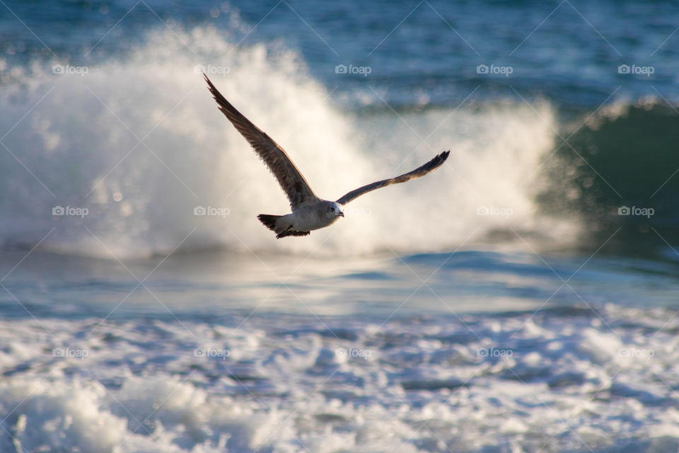 Seagull looking for sustenance between waves