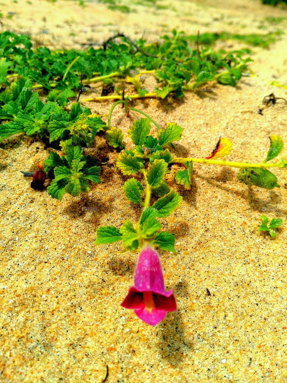 beach area flower