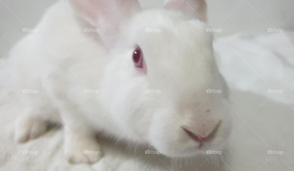 Beautiful rabbits, nose comica red eyes, gray and white snow, delicate, curious, big and long, very curious and funny ears