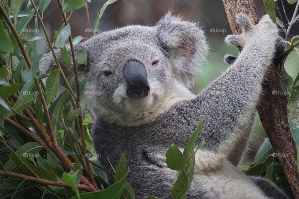 Koala