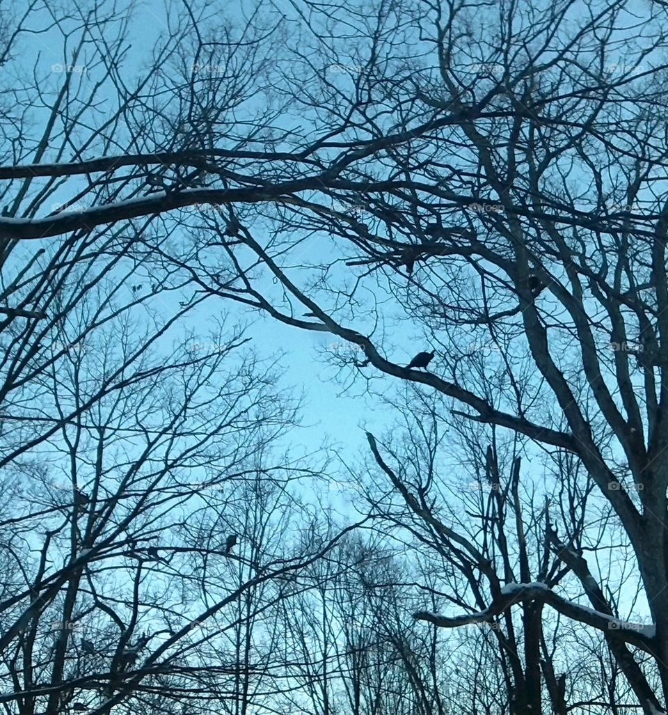 perching wild Turkeys