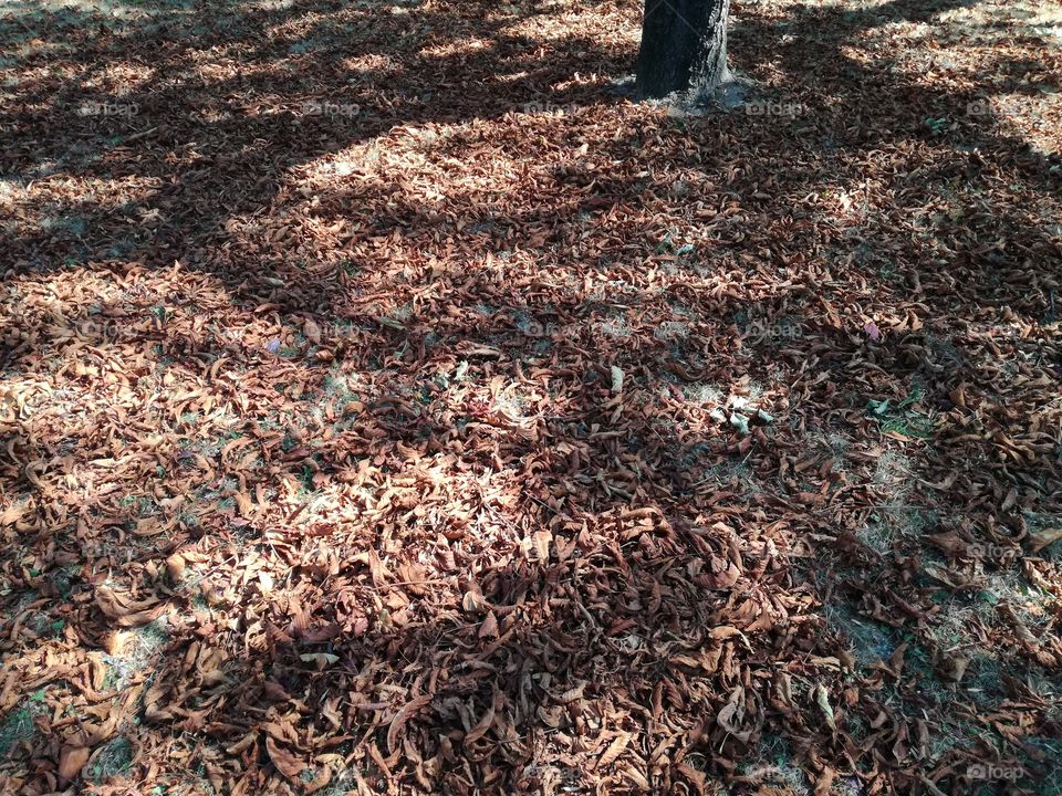 dry leafs in my backyard