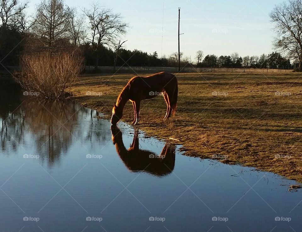 curly's reflection