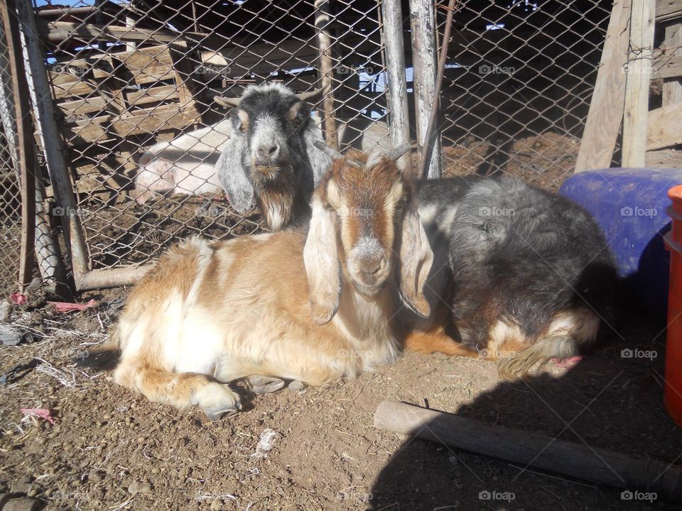 las cabras al sol