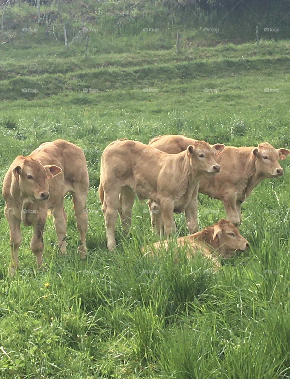 Calf quartet