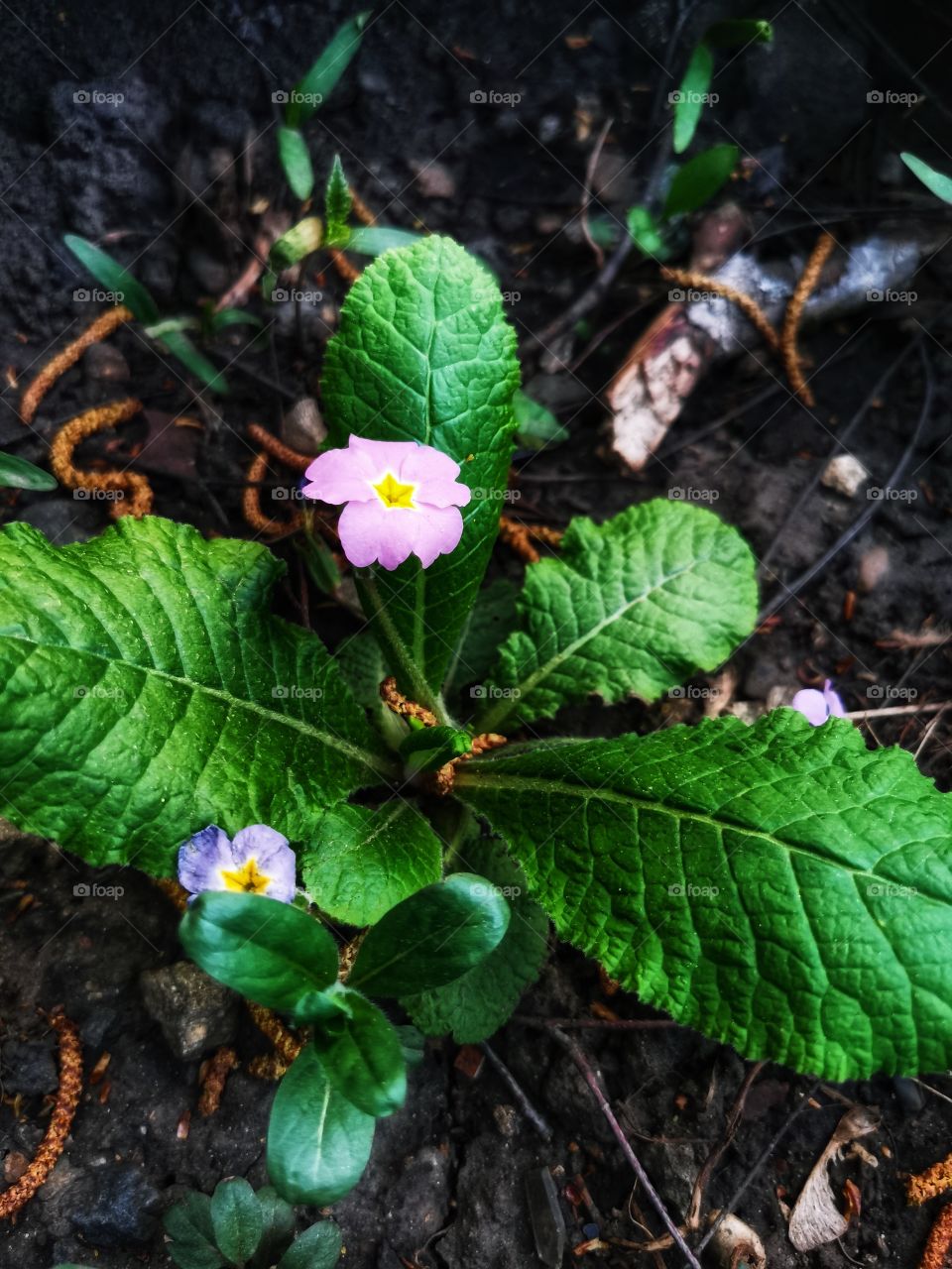 Green plant outdoor nature greens wild forest sky tree bush