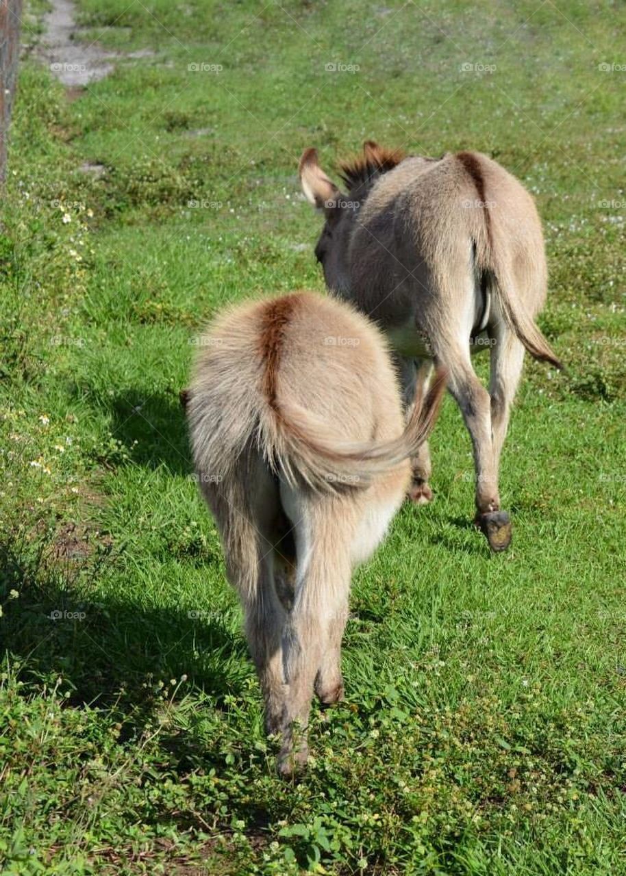 Donkey booties 