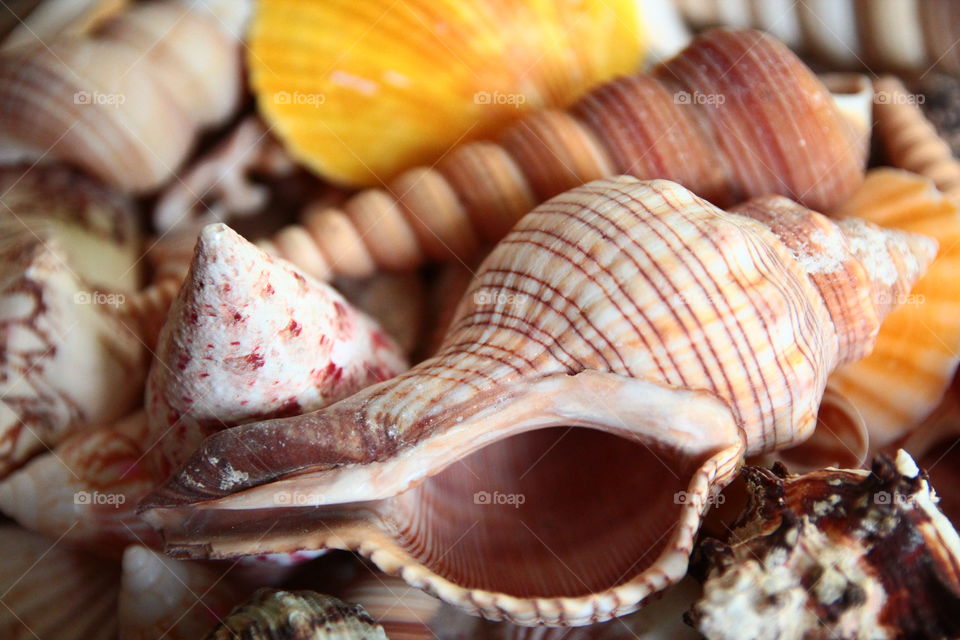 Shells