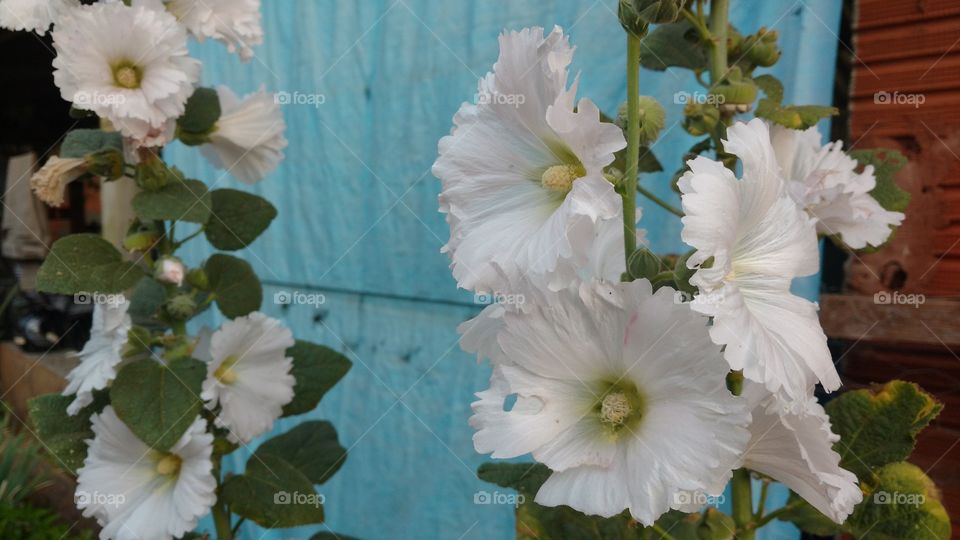 uma das mais simples flores brancas