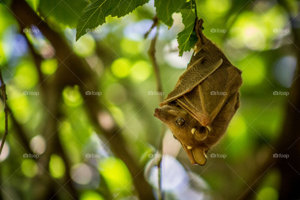 fruitbat in a tree