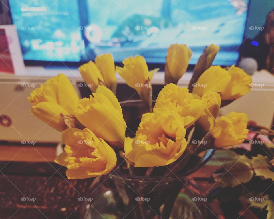 Daffodils