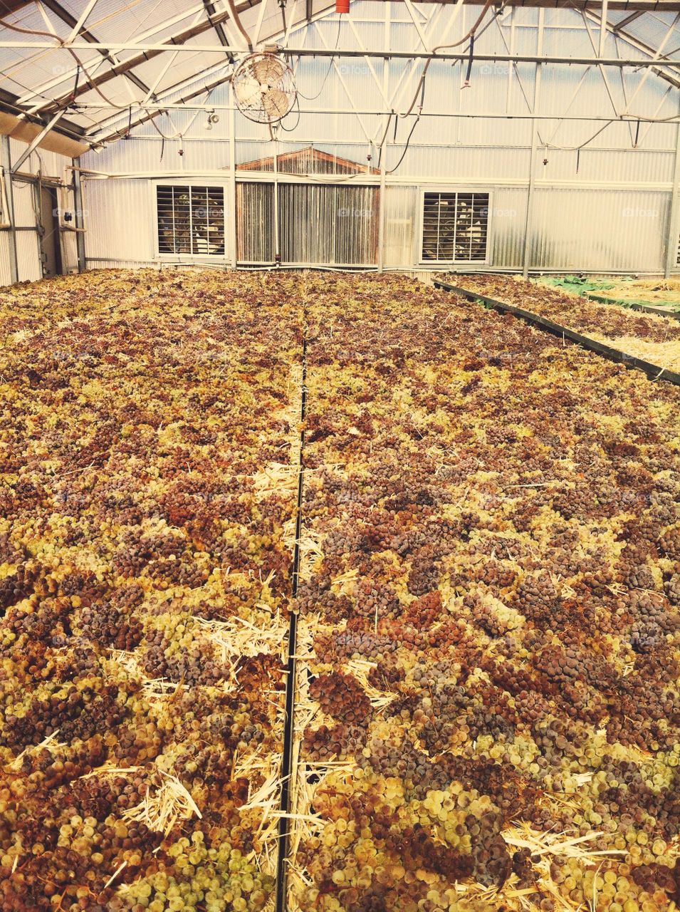 Wine grapes drying on hay.