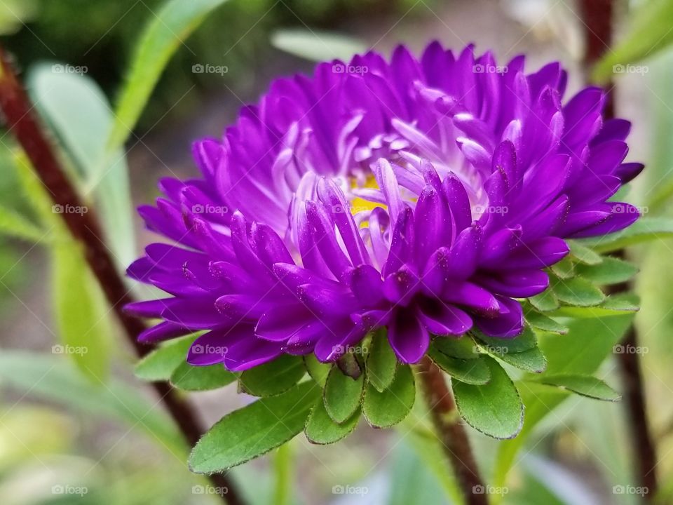 flower in full bloom