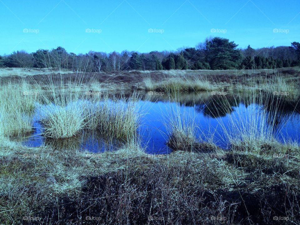 Teich Landschaft Gräser