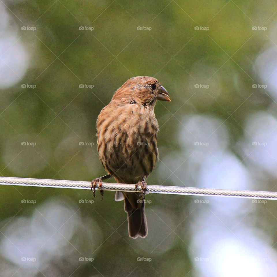 Showing off its stripes 