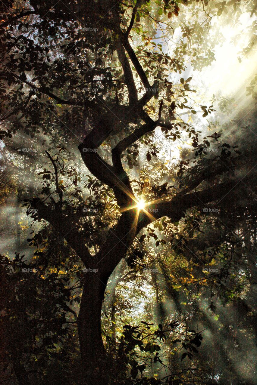 Rays of sun through the trees, shaping the magic of the forest! Moments that stay in our memories forever