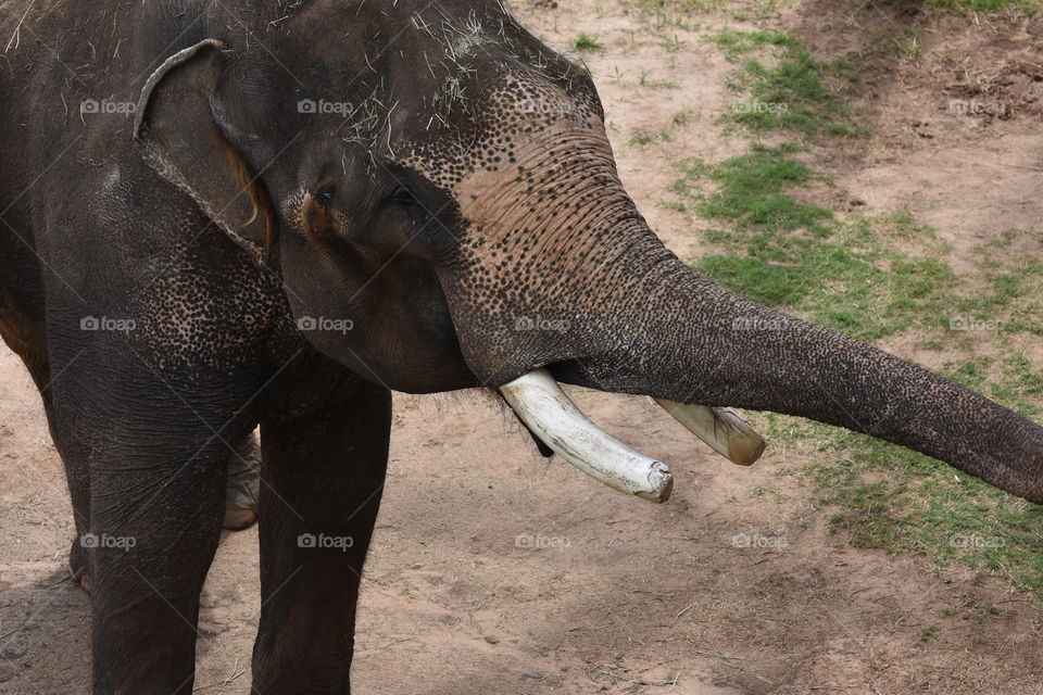 Elephant Tusk