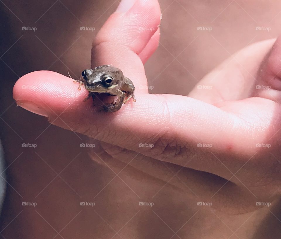 This is a very little and very cute frog just hanging out on my son’s index finger. 