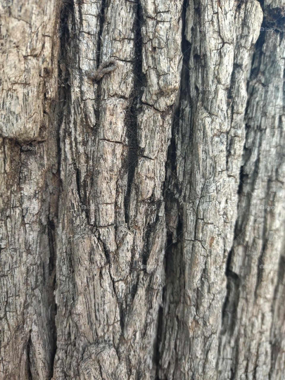 tree bark
